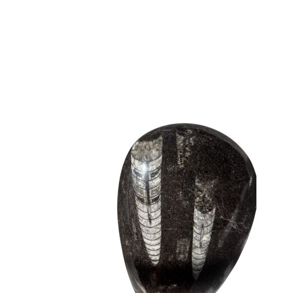 Polished Orthoceras Silurian fossil cabochon rock/stone Paperweight - Picture 6 of 7